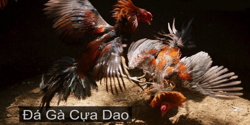 Khái niệm đá gà cựa dao