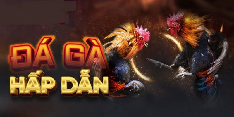 Đá Gà Casino - Tận Hưởng Những Trận Đấu Thăng Hoa Nhất